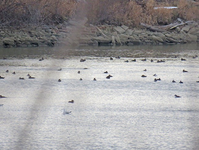 Hooded Merganser - ML514411861