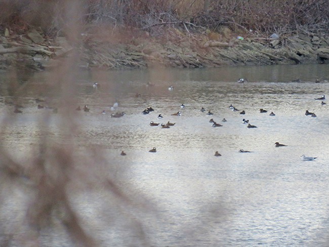 Hooded Merganser - ML514411881