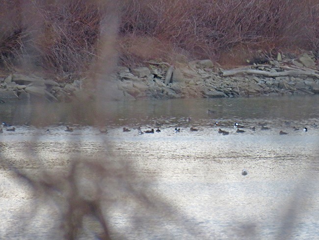 Hooded Merganser - ML514411911