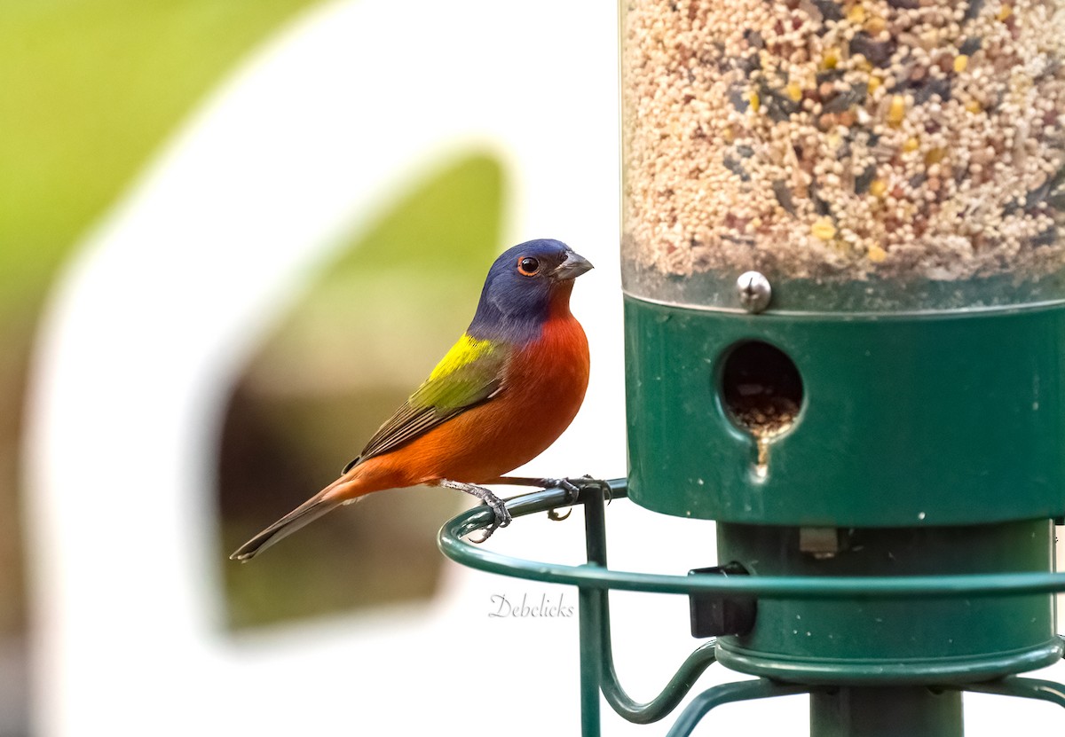 Painted Bunting - ML514411941