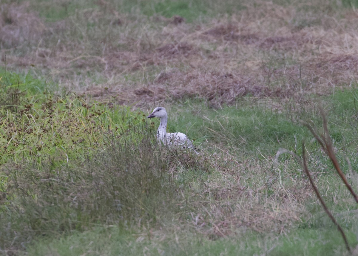 Snow Goose - ML514412331