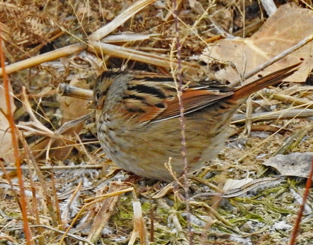 Swamp Sparrow - Janet Ruth