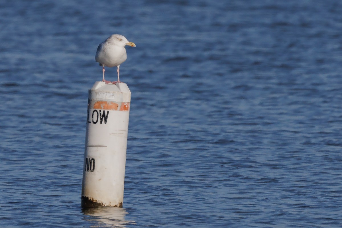 American Herring Gull - ML514413611