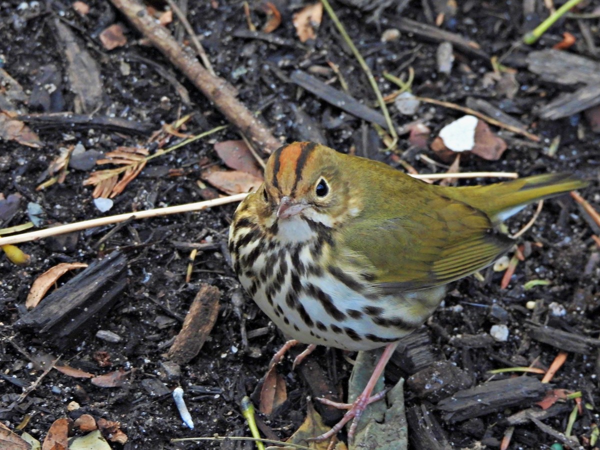 Ovenbird - ML514414121