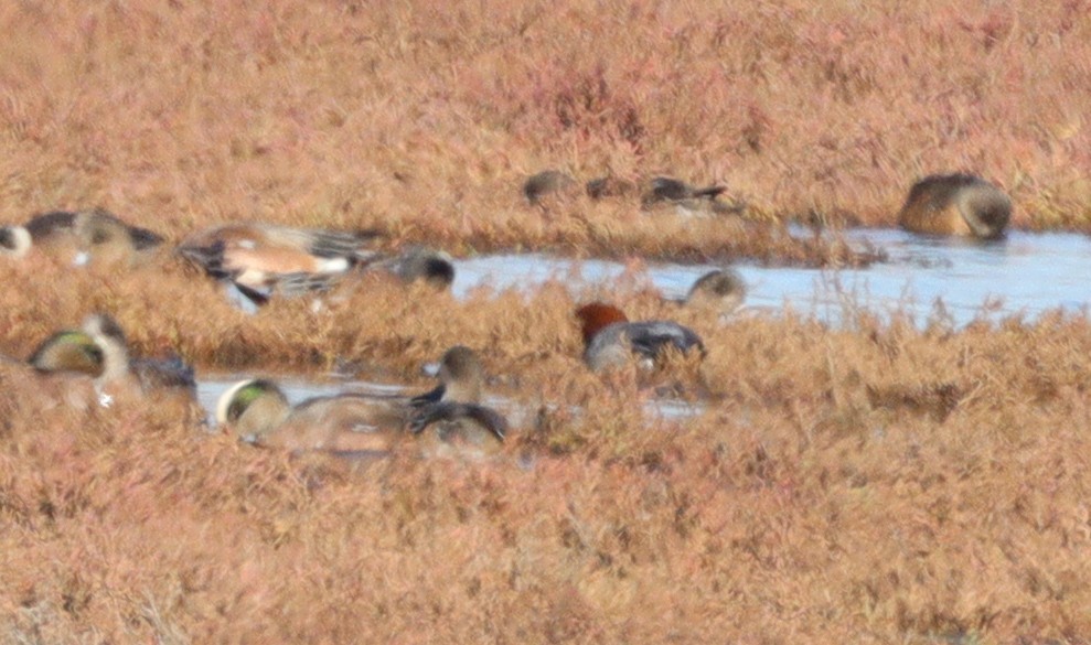 Eurasian Wigeon - ML514414571