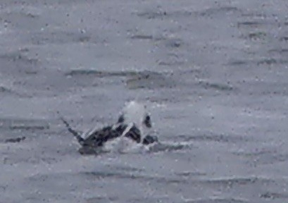 Long-tailed Duck - ML514414691