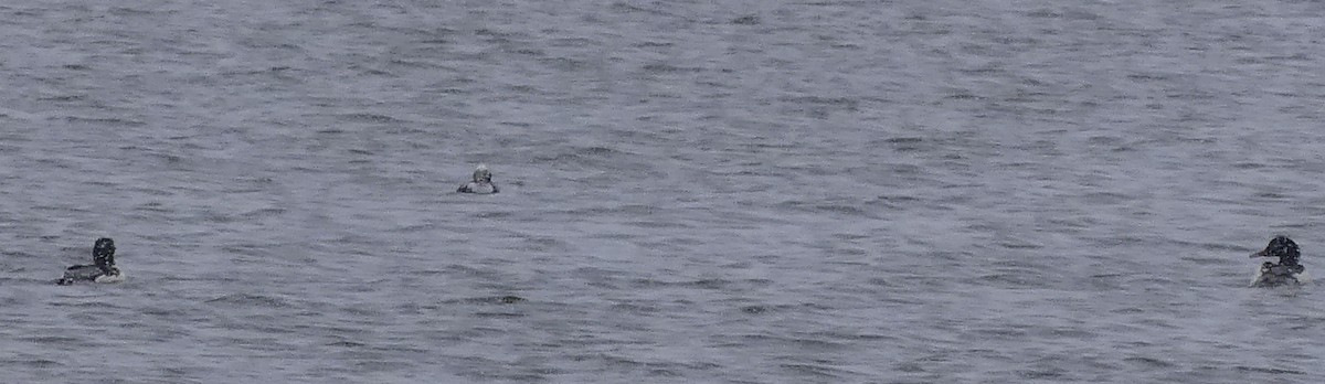 Long-tailed Duck - ML514414701
