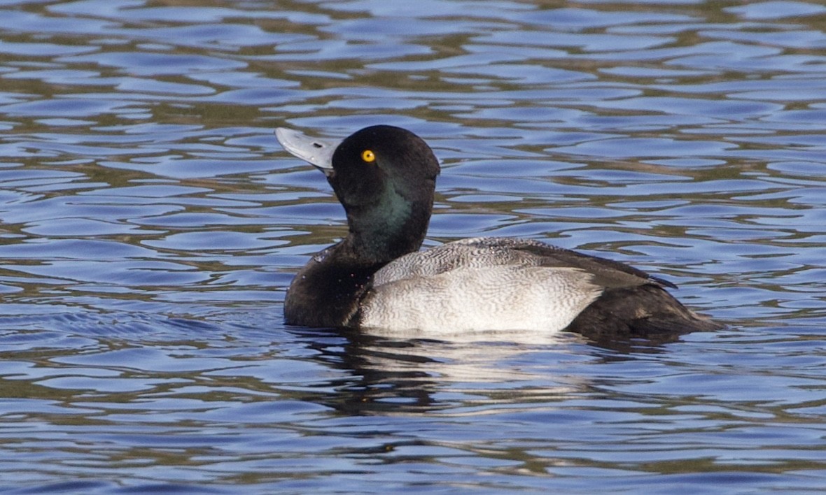 Lesser Scaup - ML514415811