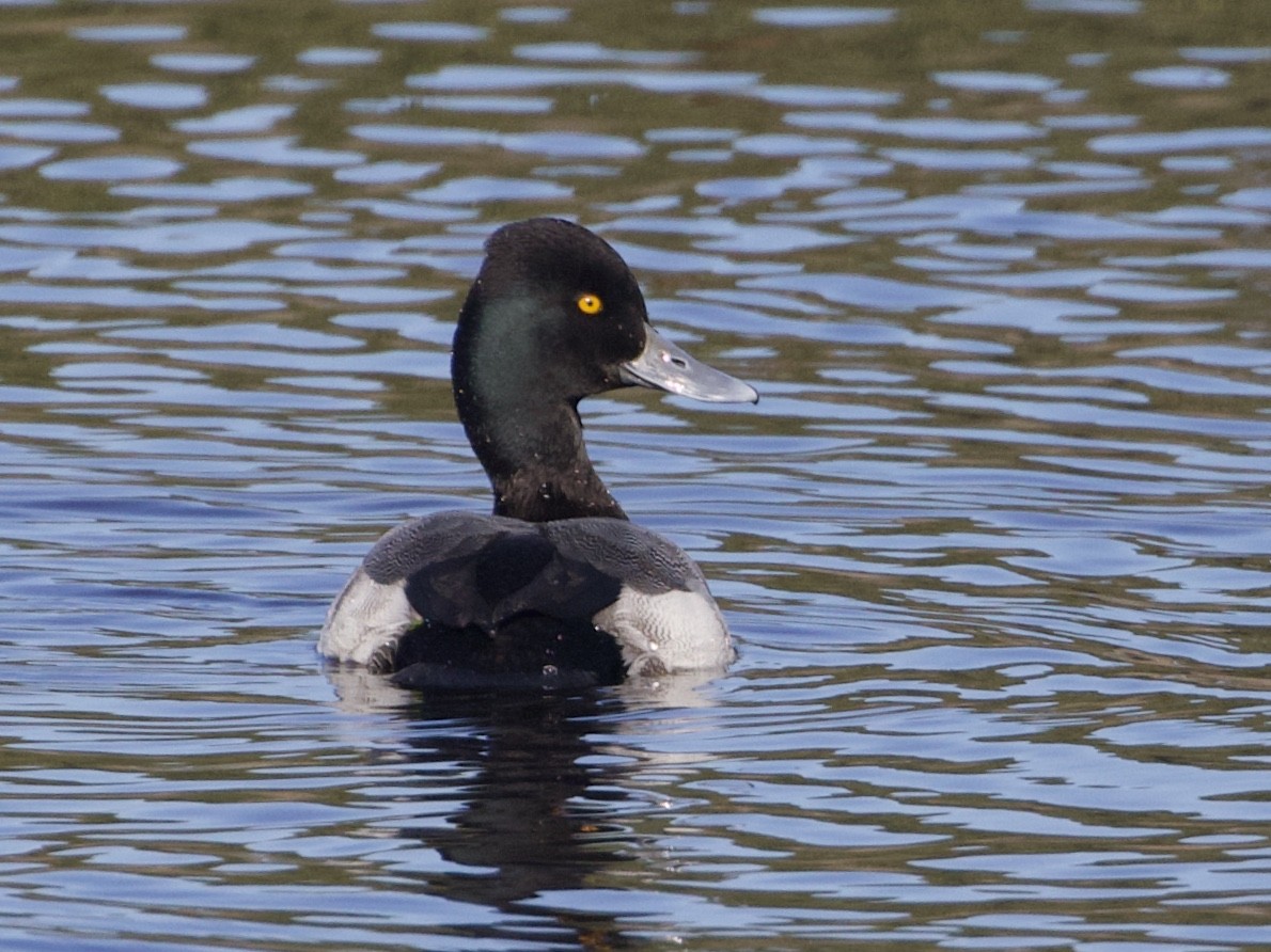 Lesser Scaup - ML514415841