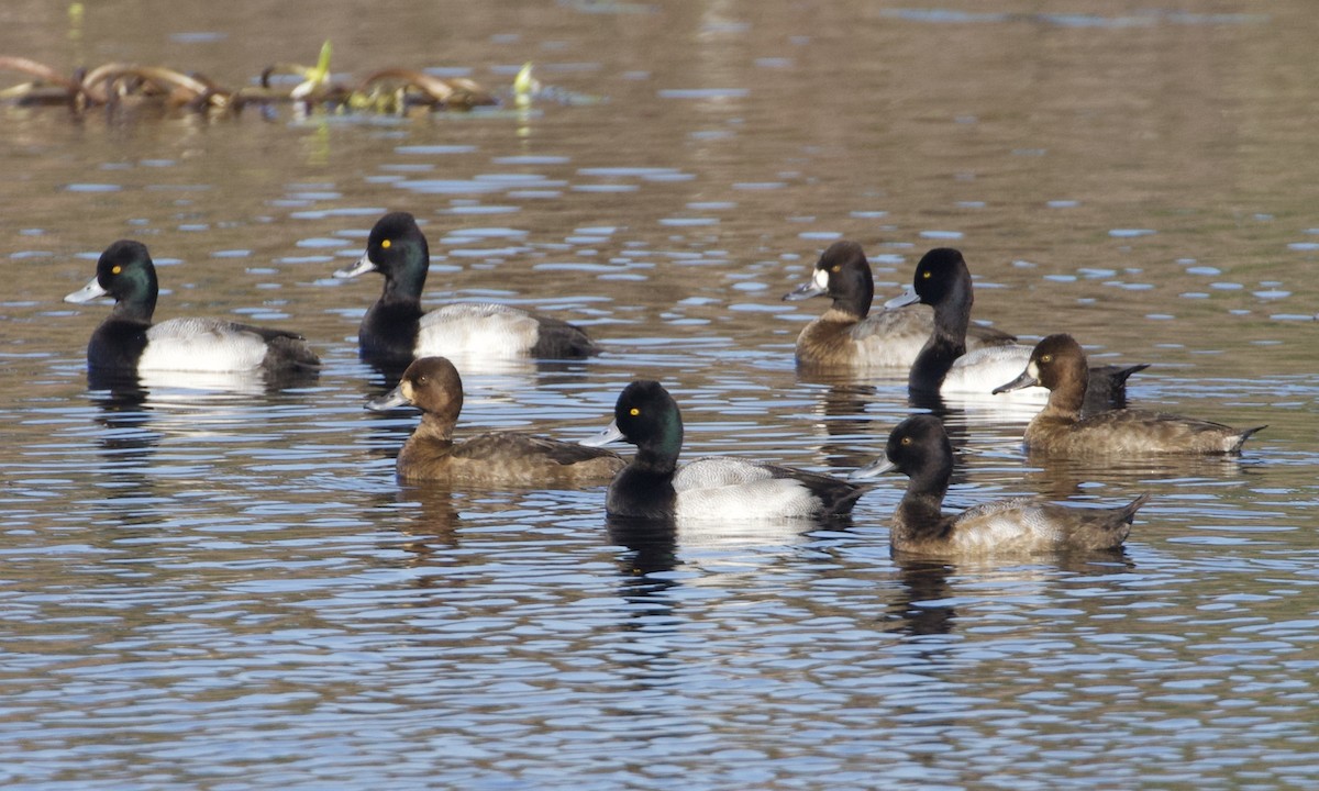 Lesser Scaup - ML514415861