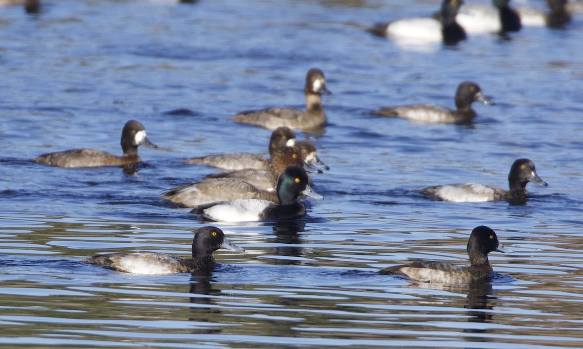 Lesser Scaup - ML514415881