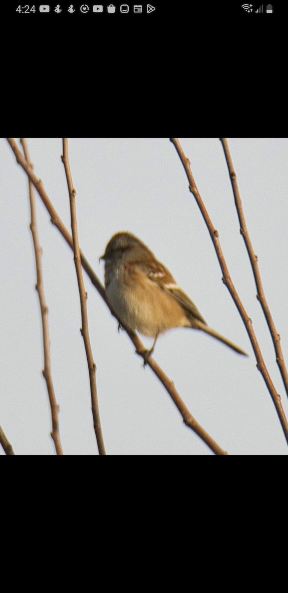 American Tree Sparrow - ML514416841