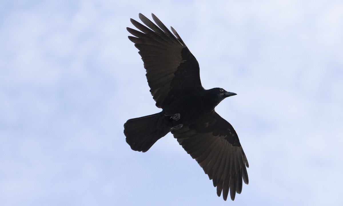 American Crow - ML514417461