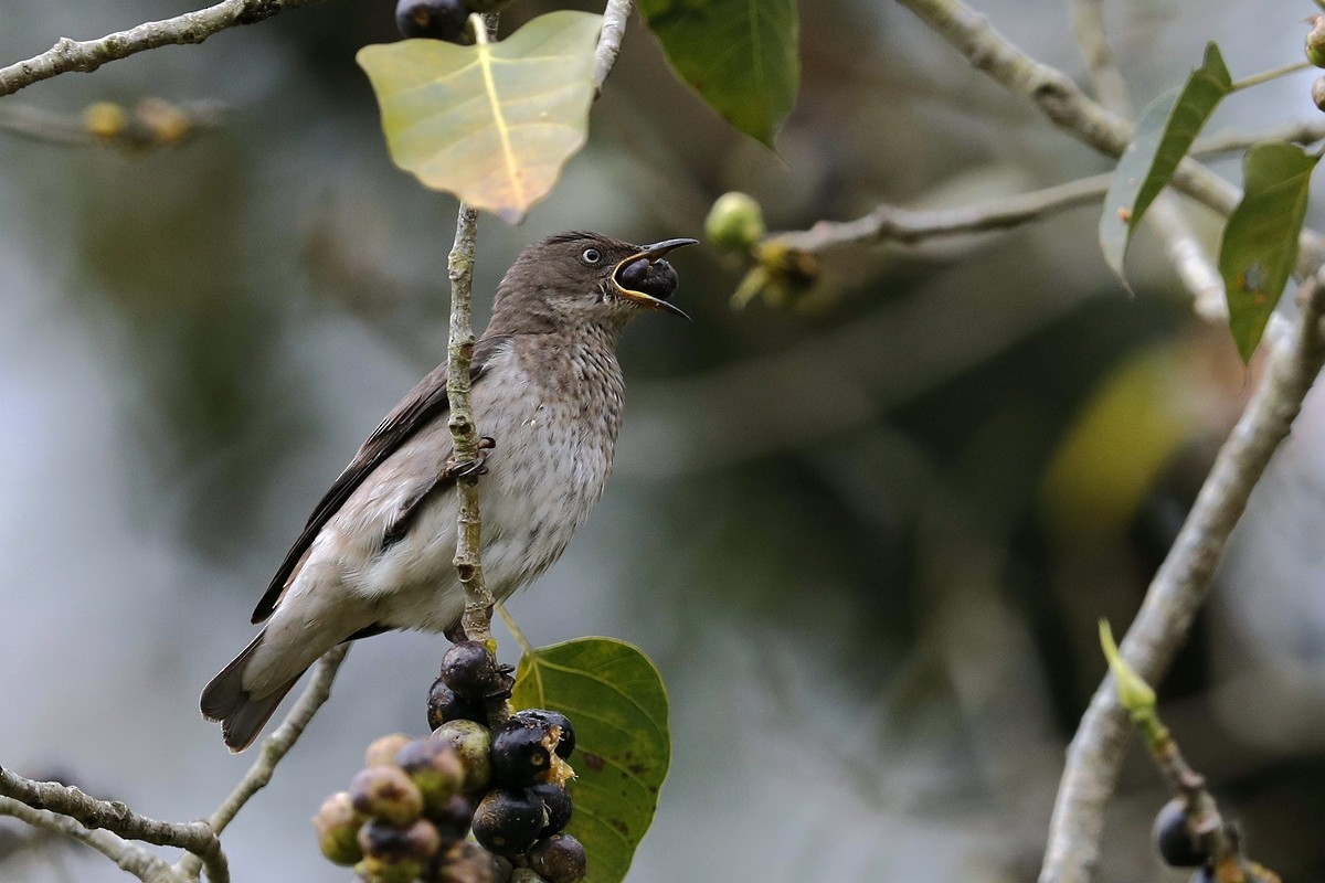 Spot-winged Starling - ML514417621