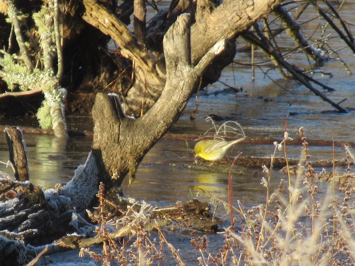 Pine Warbler - ML514417881