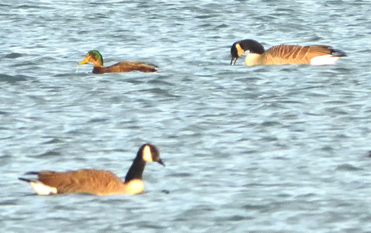 Mallard x American Black Duck (hybrid) - Bernard Tremblay