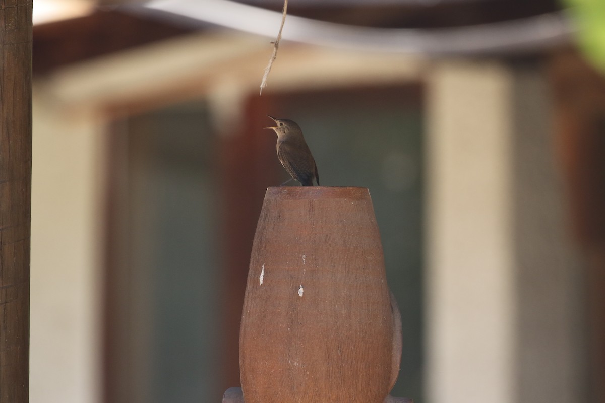 Southern House Wren - ML514420091