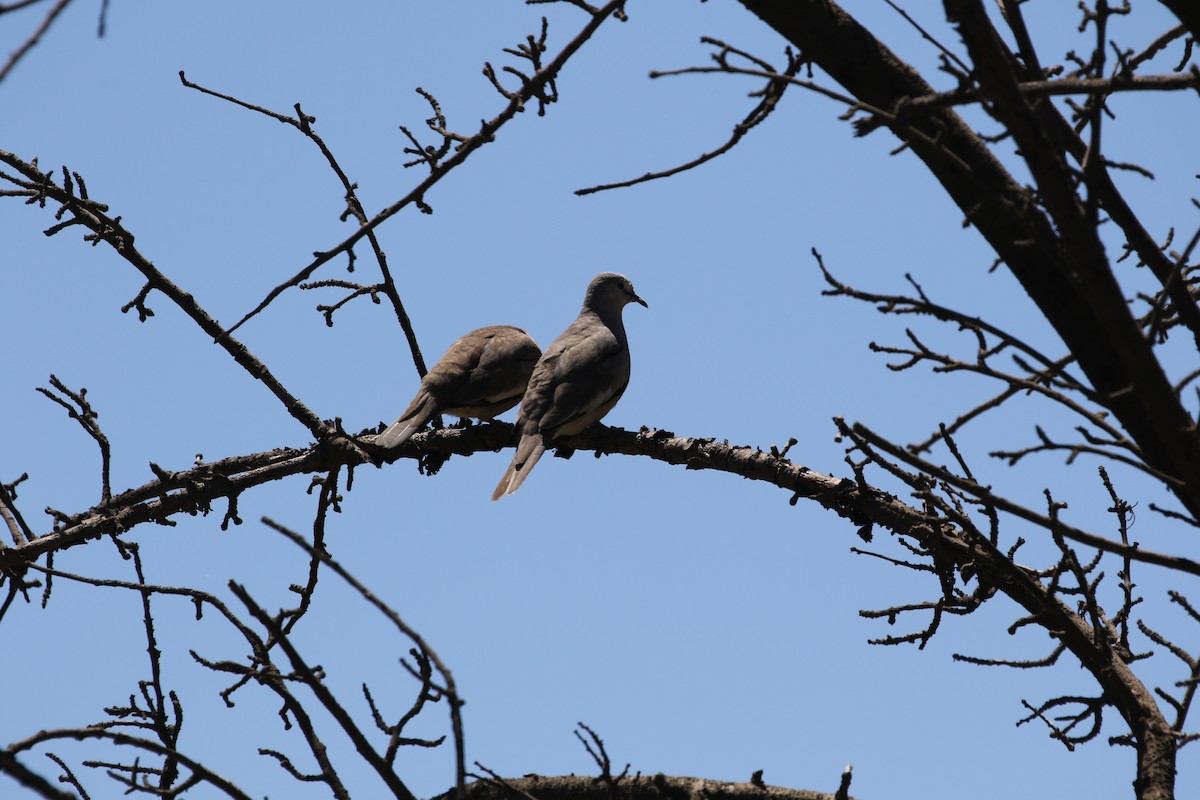 Picui Ground Dove - ML514420151
