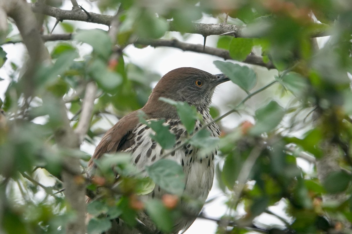 Long-billed Thrasher - ML514420341