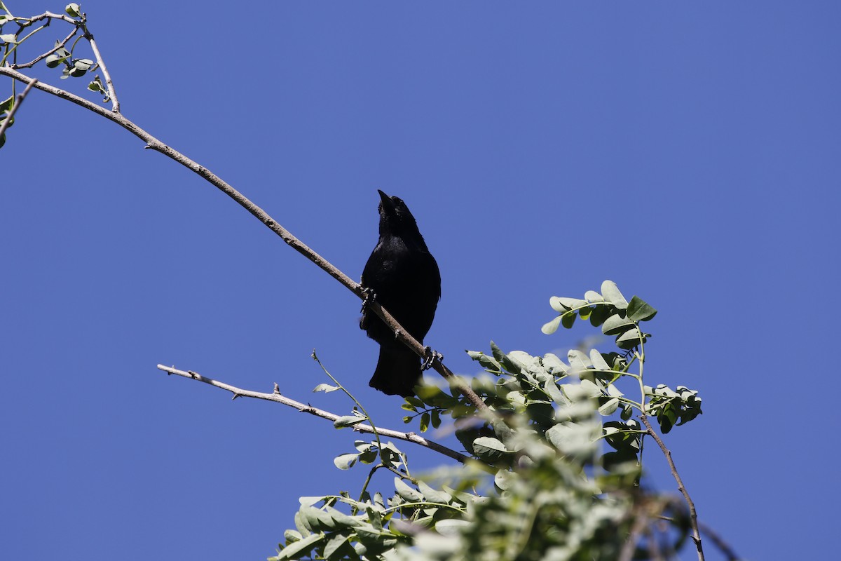 Austral Blackbird - ML514420881