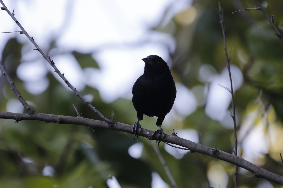 Austral Blackbird - ML514420891