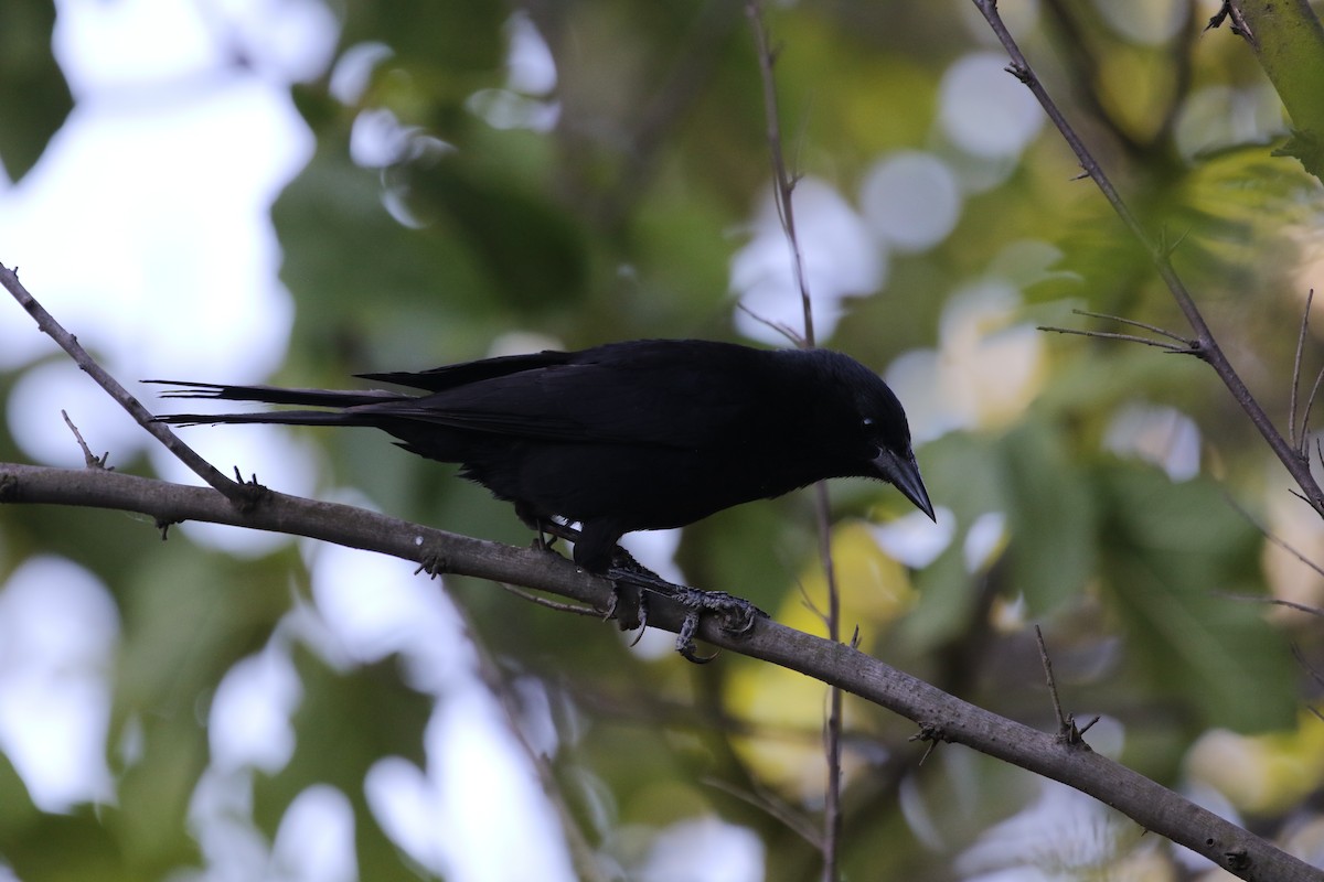 Austral Blackbird - ML514420921