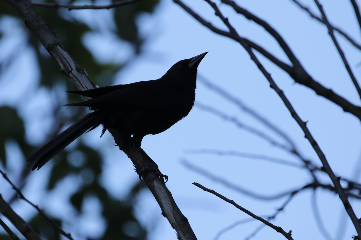 Austral Blackbird - ML514420951
