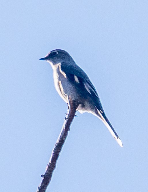 Townsend's Solitaire - Chris Tosdevin