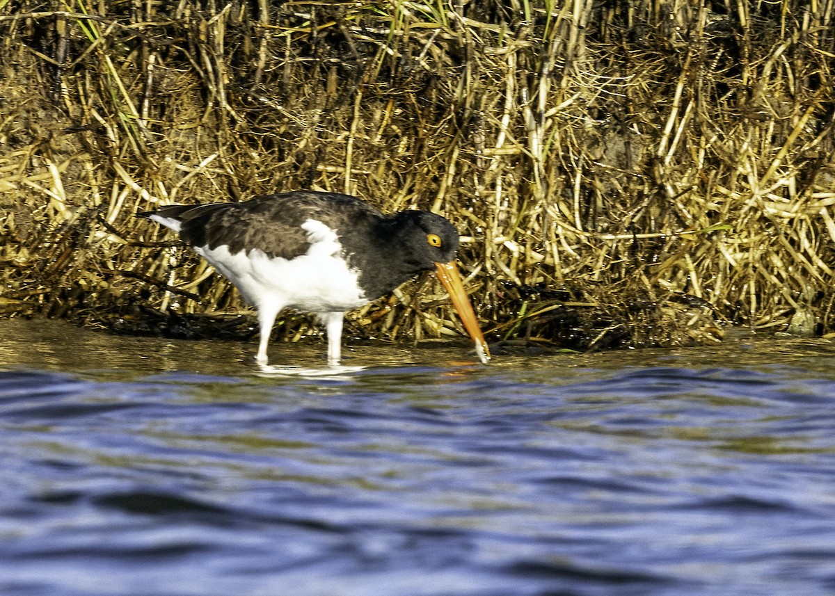 American Oystercatcher - ML514421351