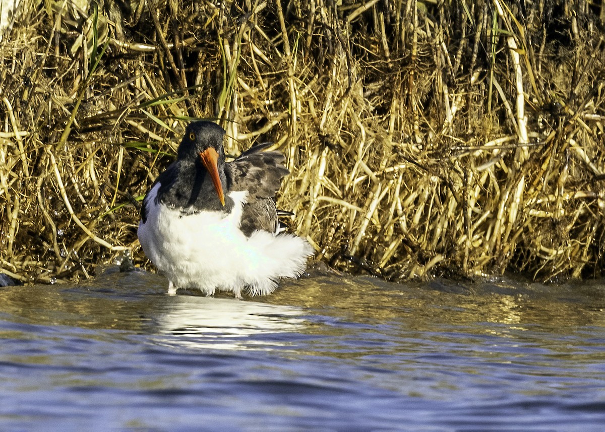 American Oystercatcher - ML514421361
