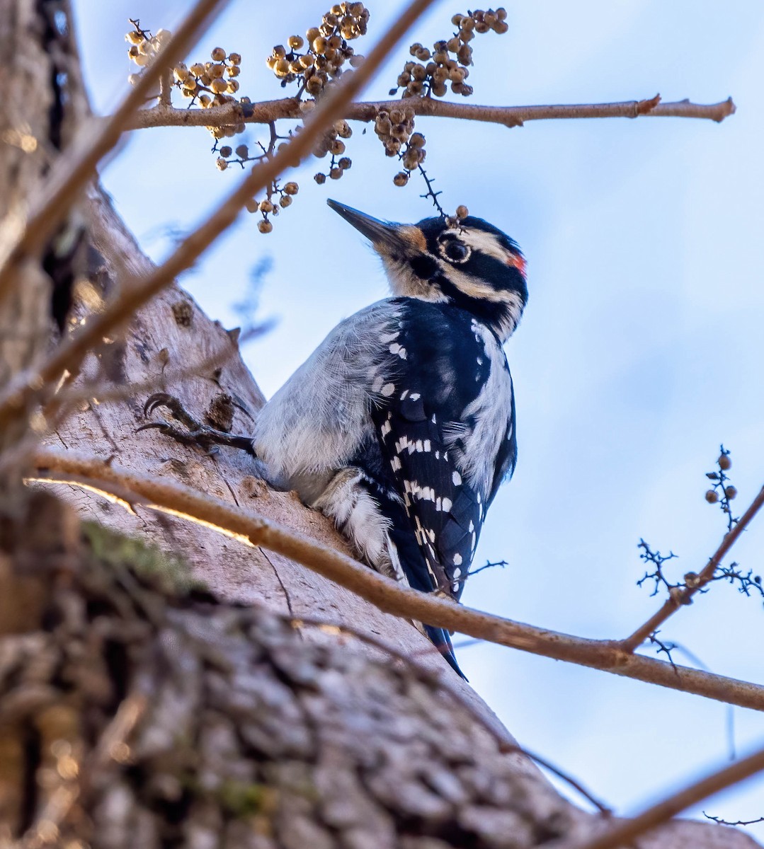 Hairy Woodpecker - ML514423011