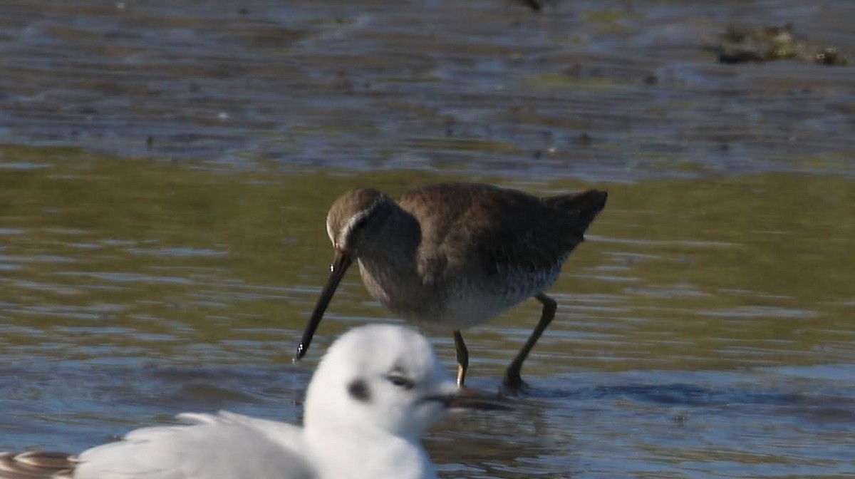 Short-billed Dowitcher - ML514423371