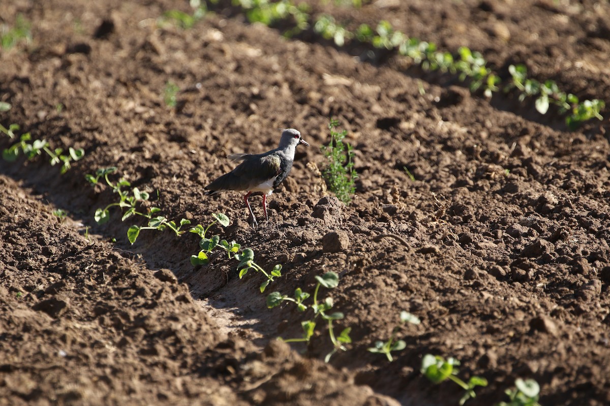Southern Lapwing - ML514423551
