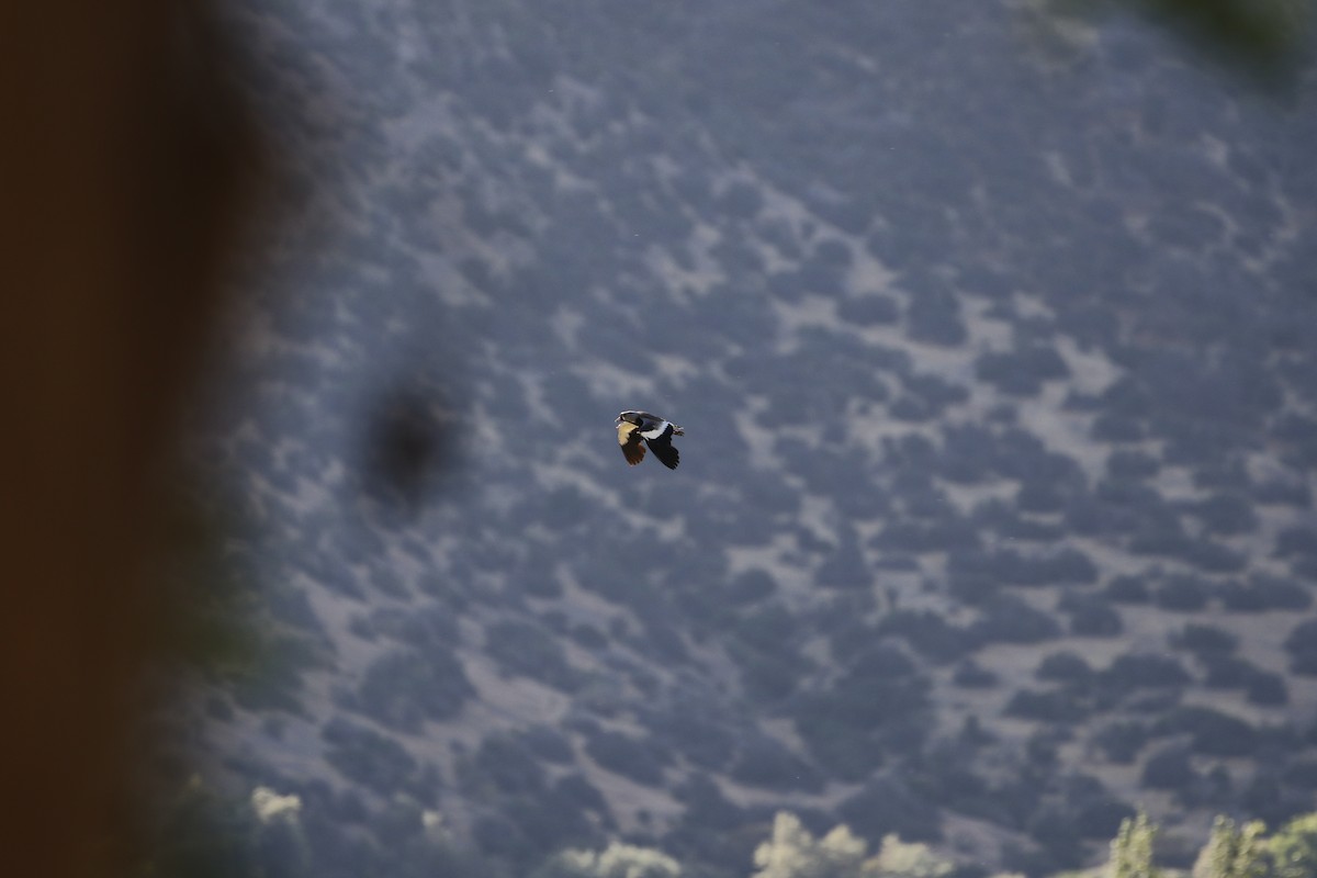 Southern Lapwing - ML514423571