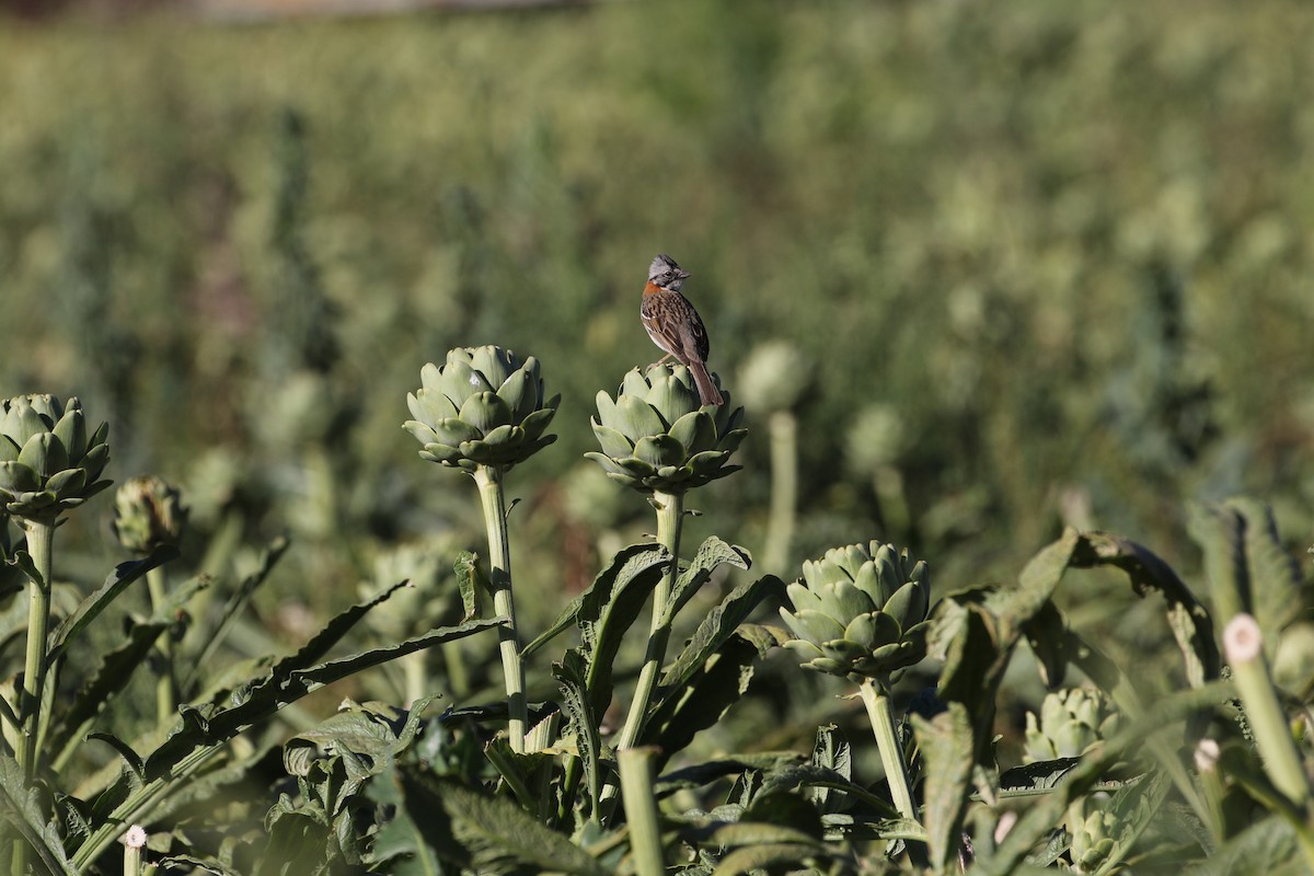 Rufous-collared Sparrow - ML514423911