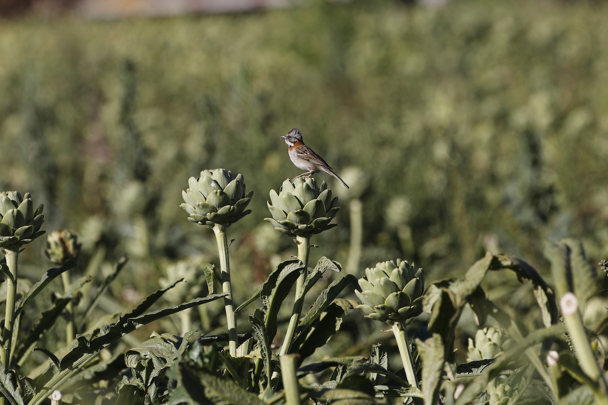 Rufous-collared Sparrow - ML514423931
