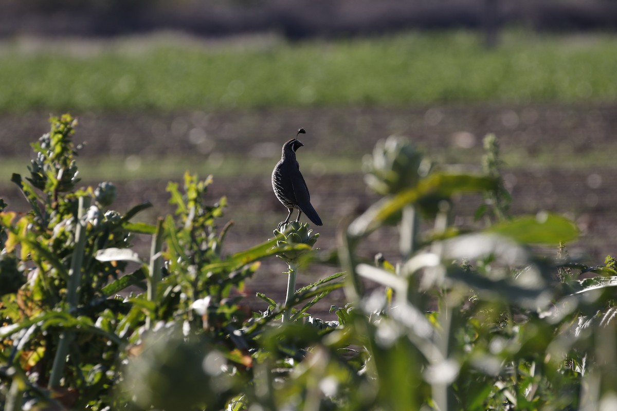California Quail - ML514423971