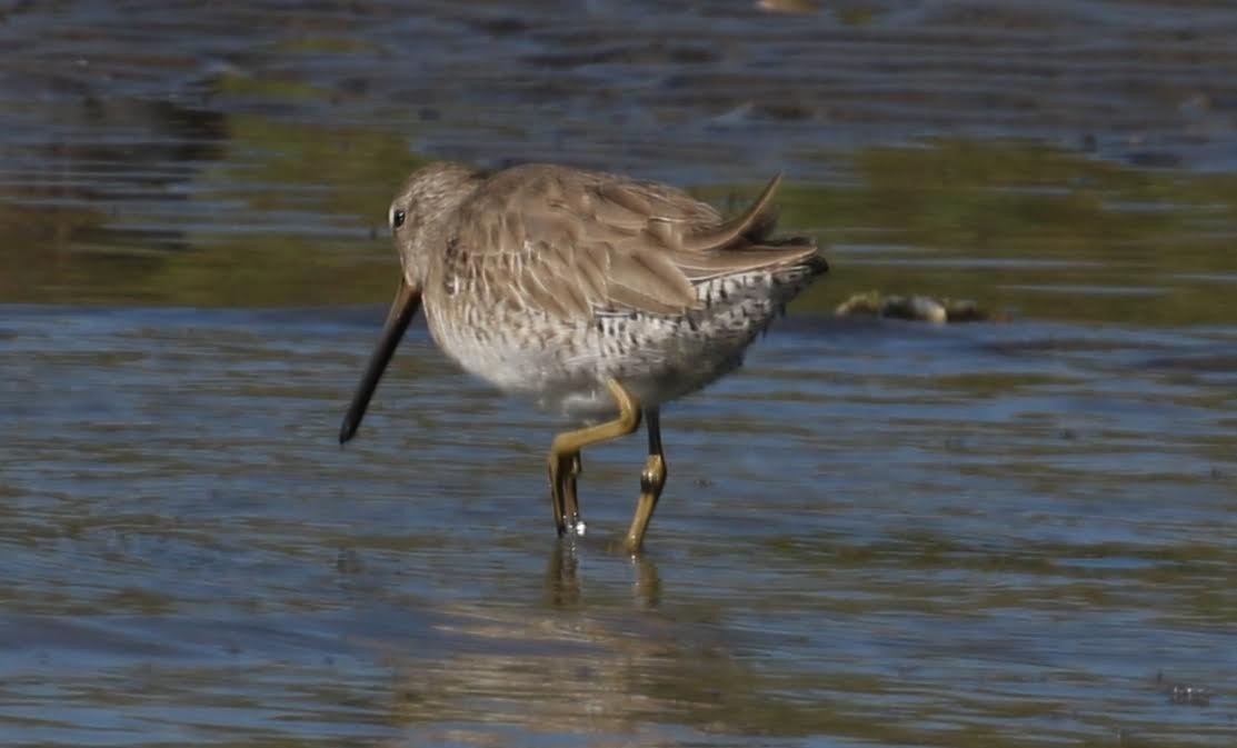 Short-billed Dowitcher - ML514424131