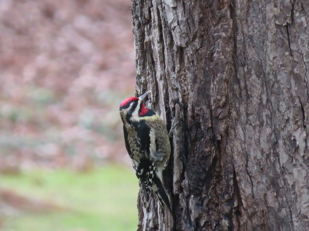 Sarı Karınlı Ağaçkakan - ML514424251