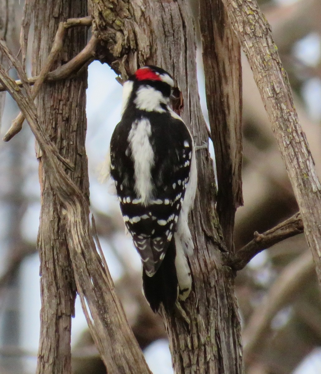 Yumuşak Tüylü Ağaçkakan - ML514424471