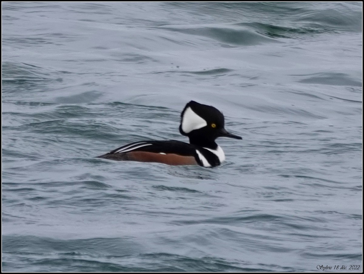 Hooded Merganser - ML514424501