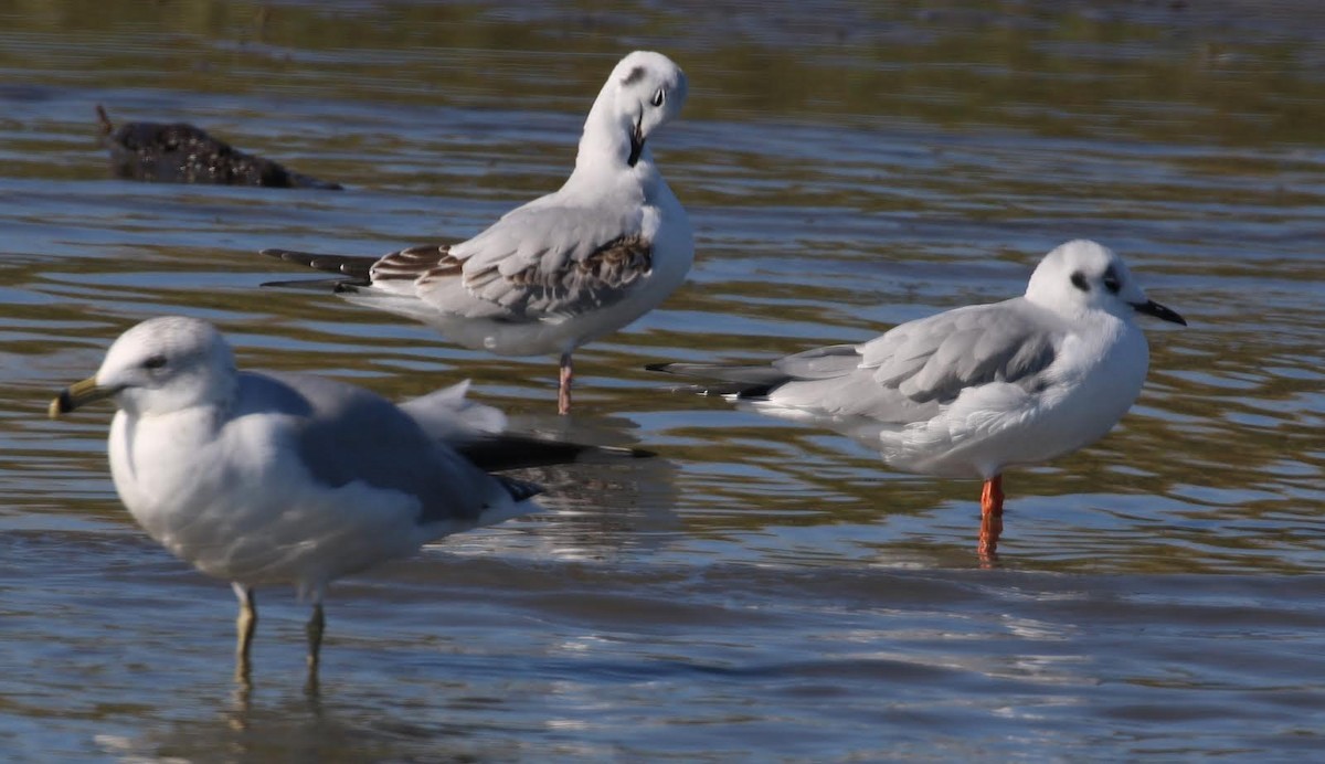 Bonaparte's Gull - ML514424691