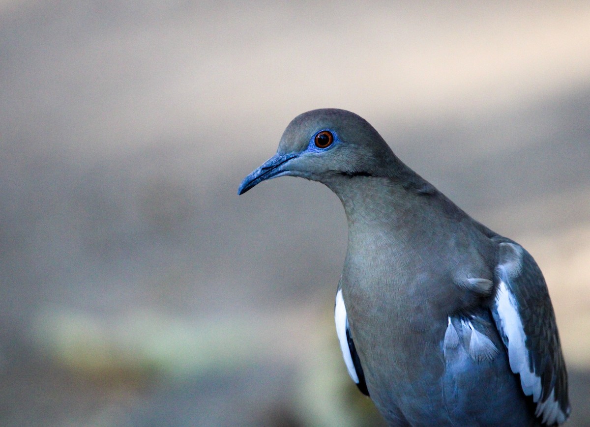 White-winged Dove - Sky Schipper