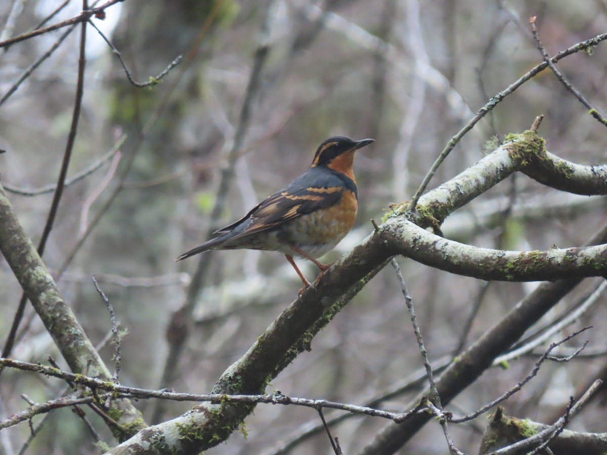 Varied Thrush - Kyle Leader