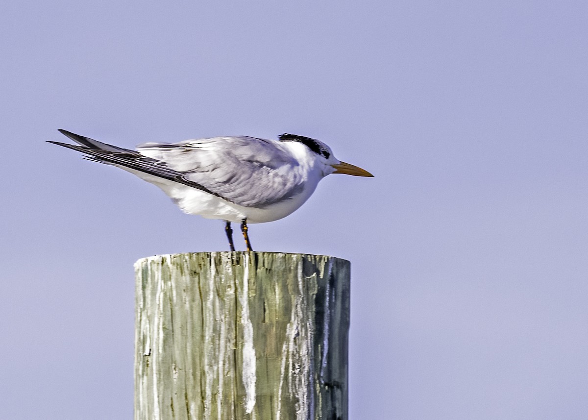 Royal Tern - ML514425471