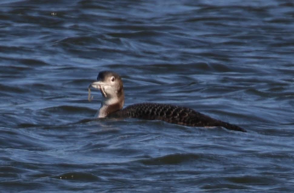 Common Loon - ML514425621