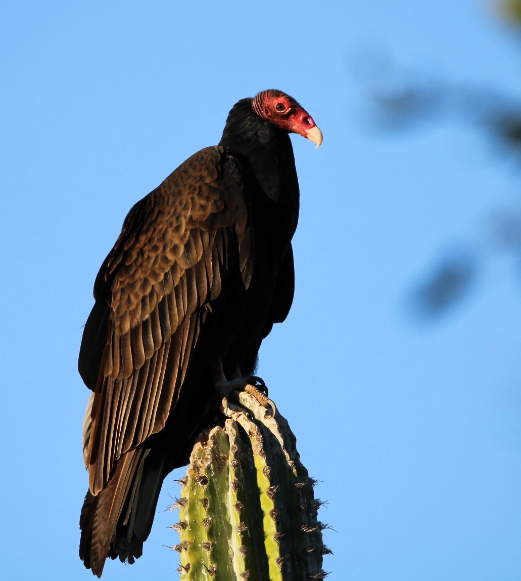 Urubu à tête rouge - ML514425701