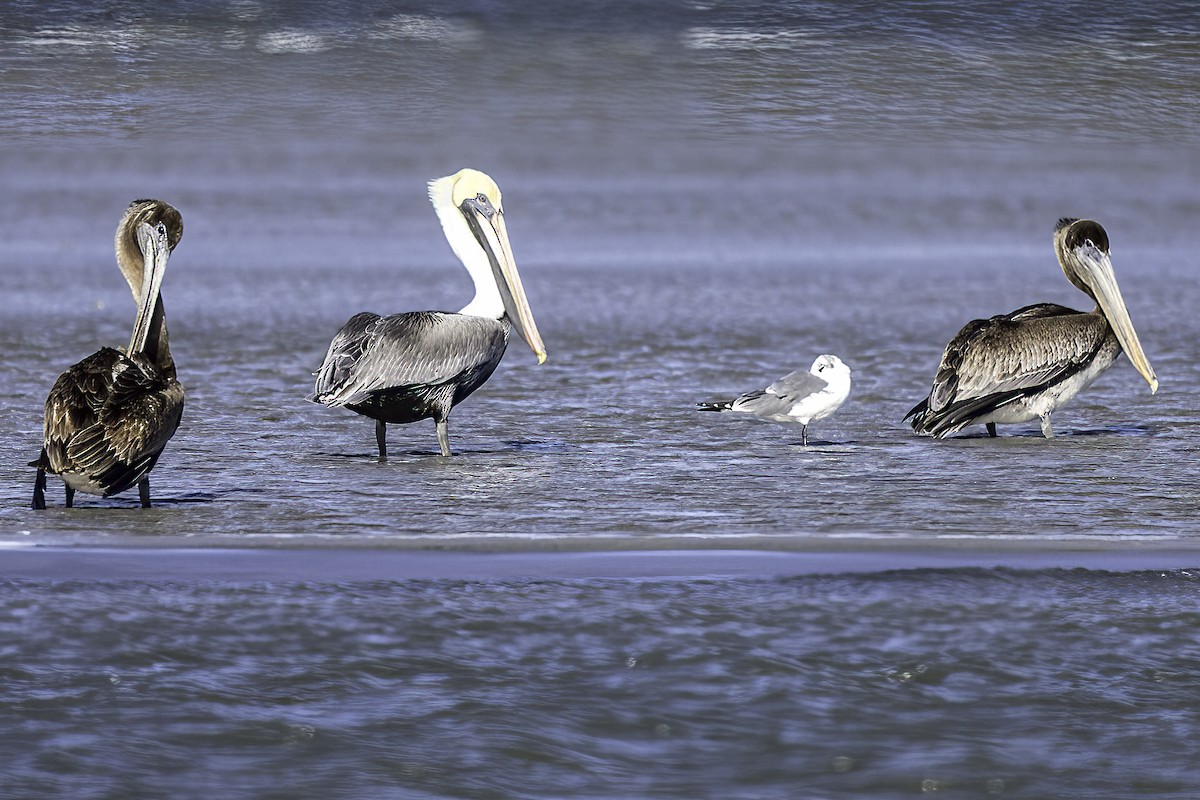 Brown Pelican - ML514426081
