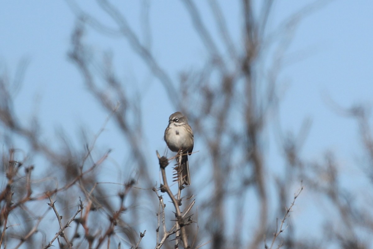 Sagebrush Sparrow - Jodhan Fine