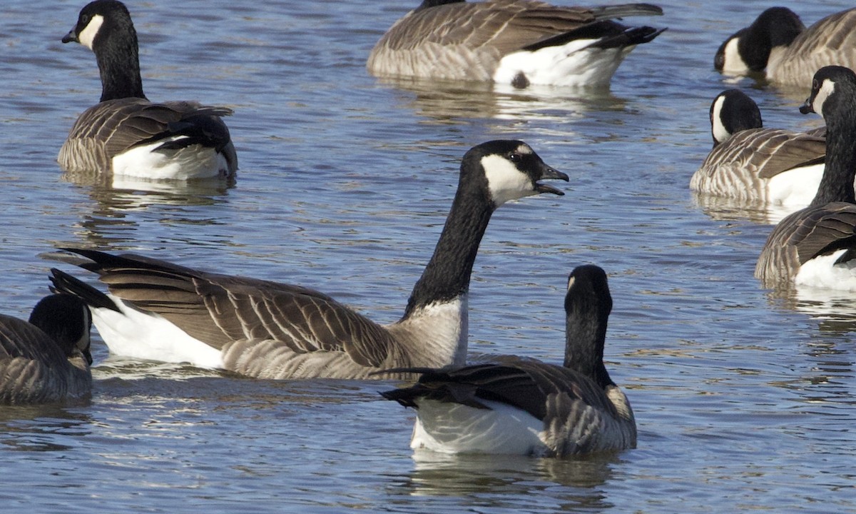 シジュウカラガン（hutchinsii） - ML514427381